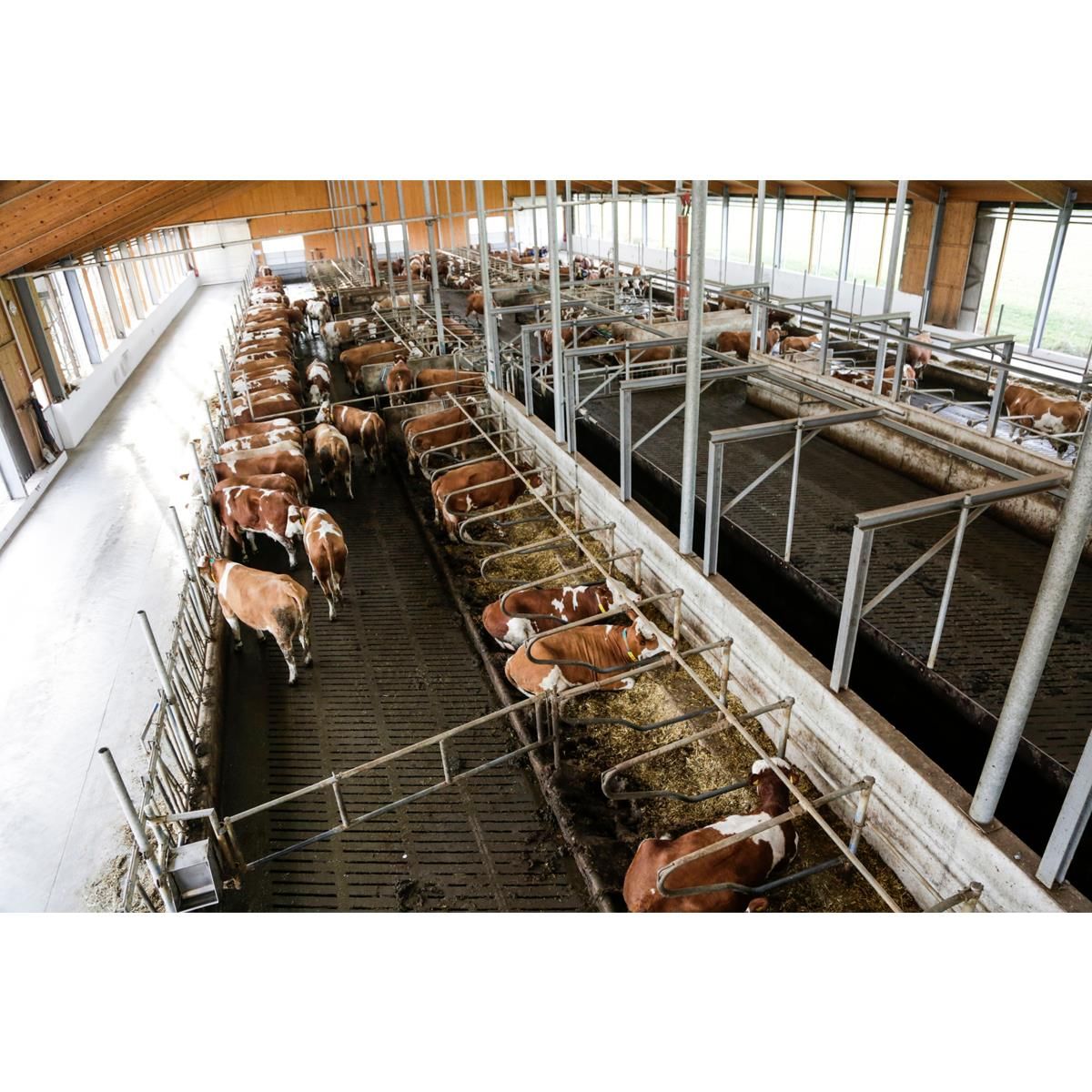 Kerbl Stallkamera IPCam 360 FHD mit 5-fach Zoom und Nachtsicht, im Einsatz