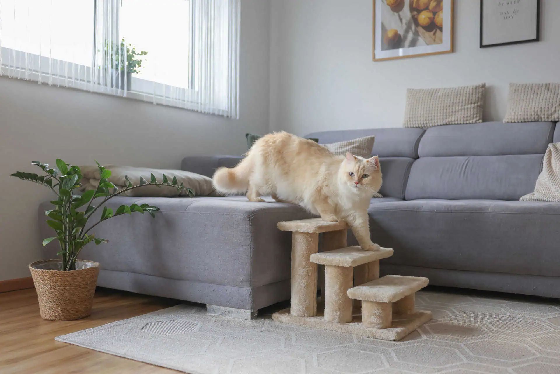 Scaletta per Animali Easy Climb 2 con Rivestimento Peluche Cani & Gatti