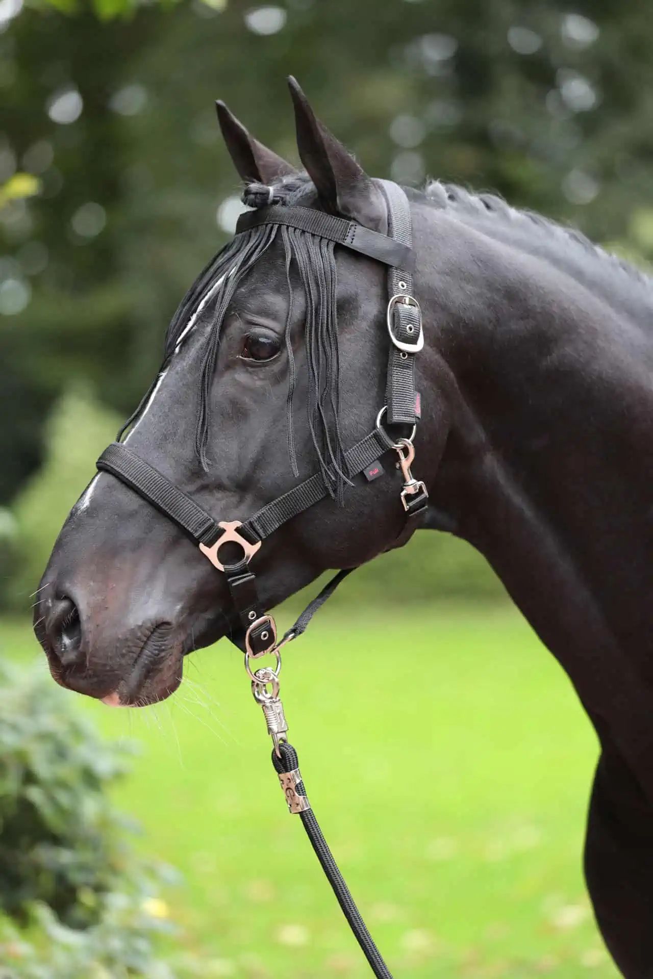 Fly fringe strap pony