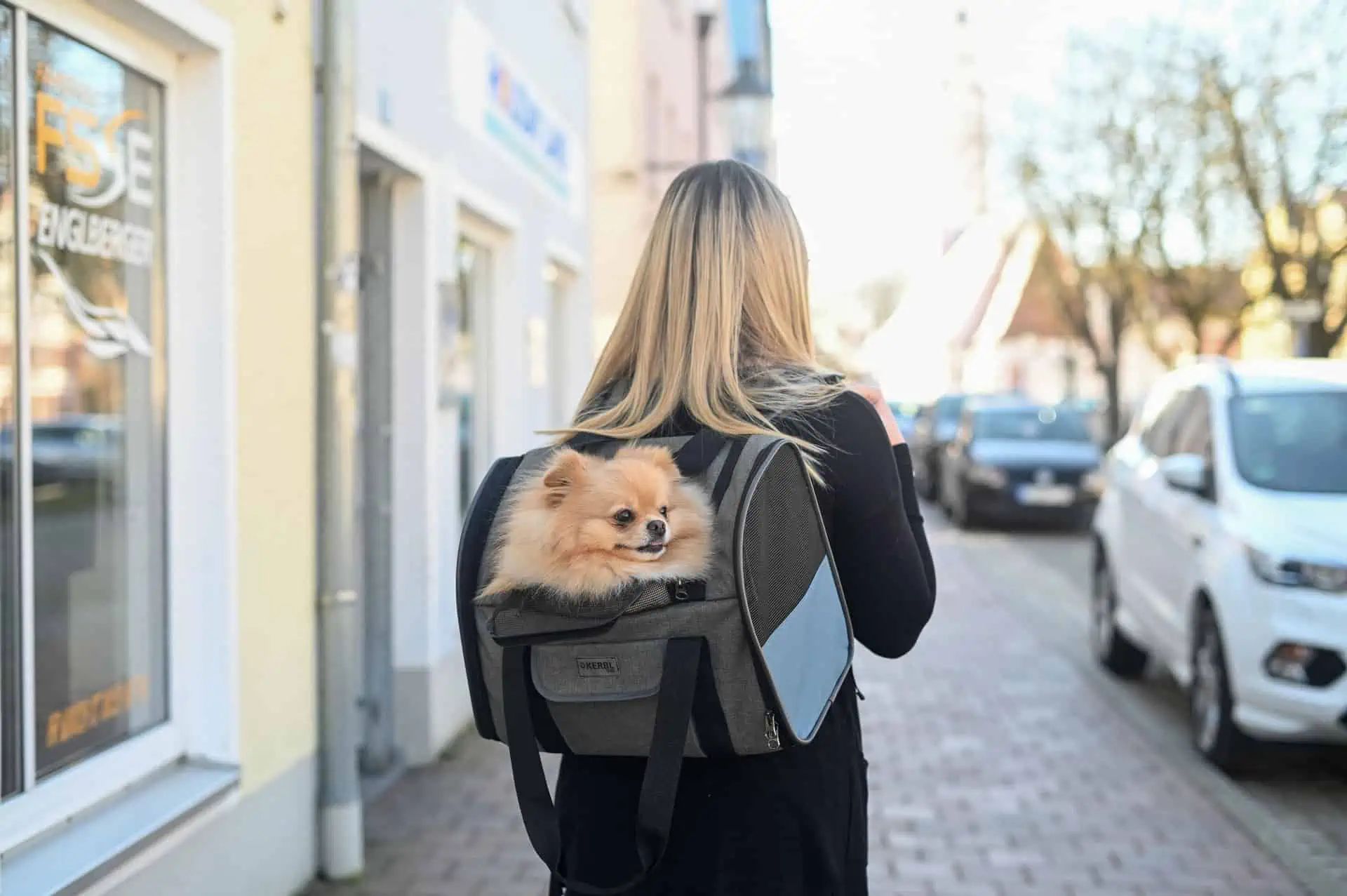 Kerbl Dog Backpack Vacation 2-in-1, Grey/Blue, 43 x 24 x 30 cm, in use