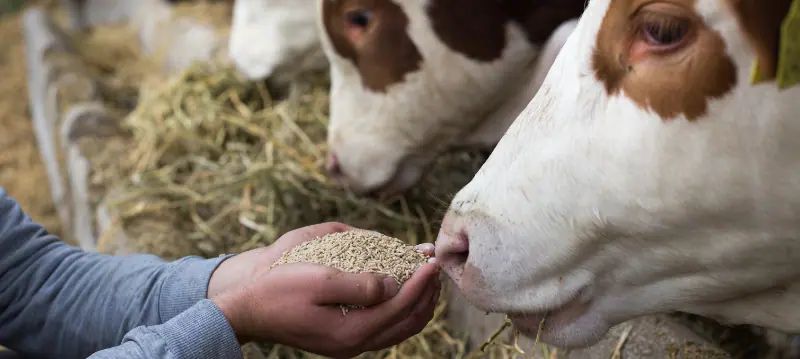 Cattle Feed