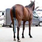 Braunes Pferd steht auf Hof, ein Vorderbein trägt eine Bandage, im Hintergrund Fahrzeuge