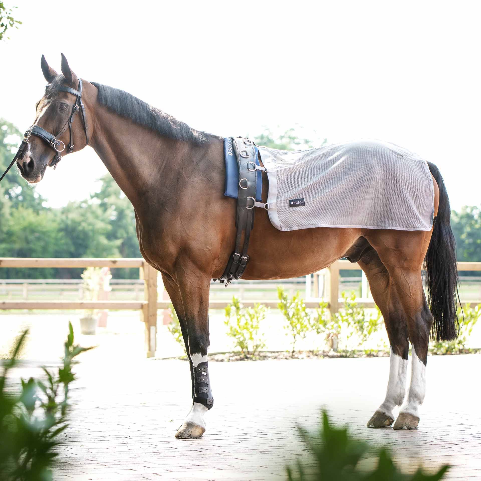BUSSE Lunging Sheet FLY, Fly Protection for Lunging & Groundwork, in use