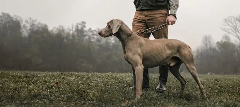Cani da caccia