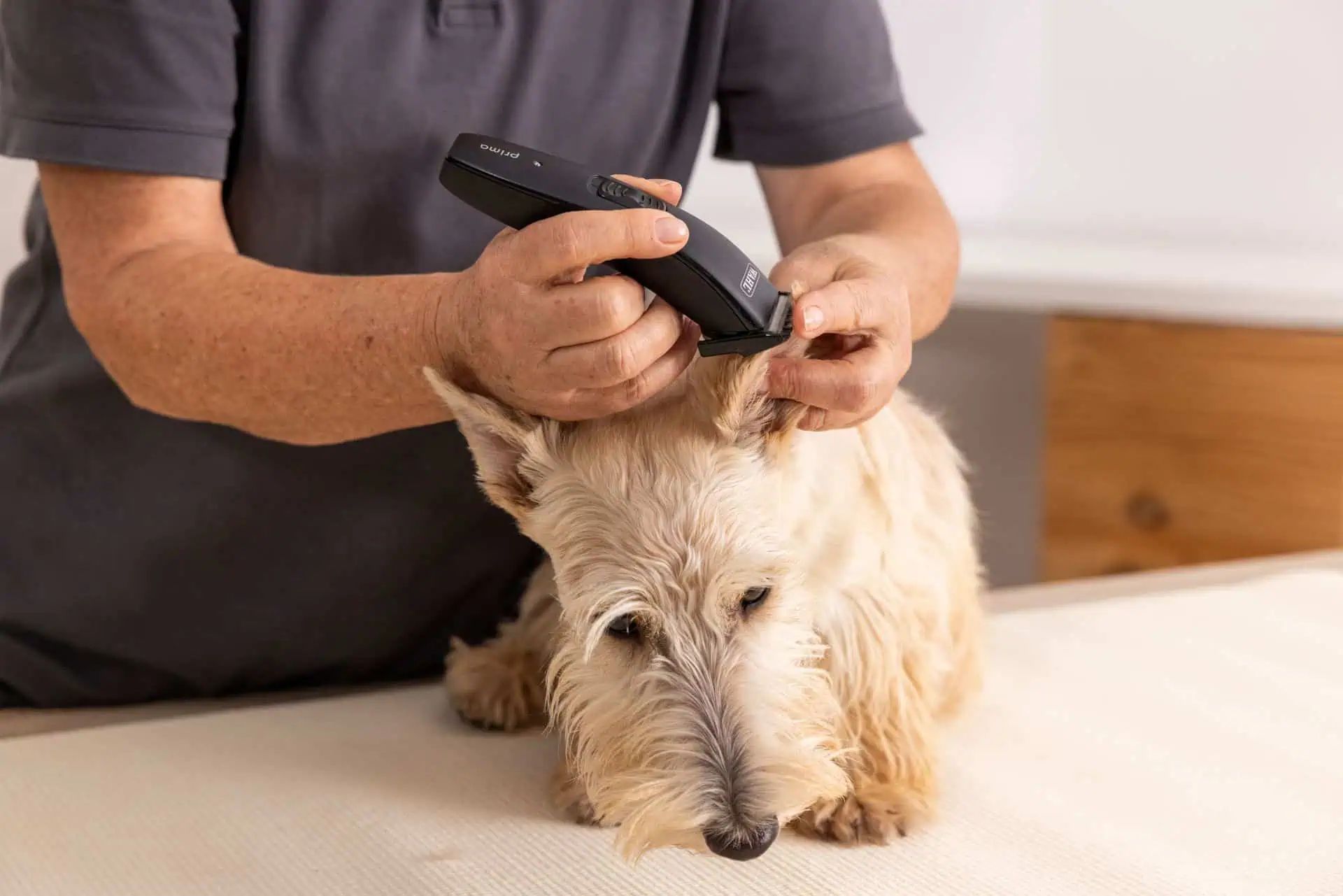 Person trimmt mit elektrischem Trimmer den Kopf eines hellen Terriers