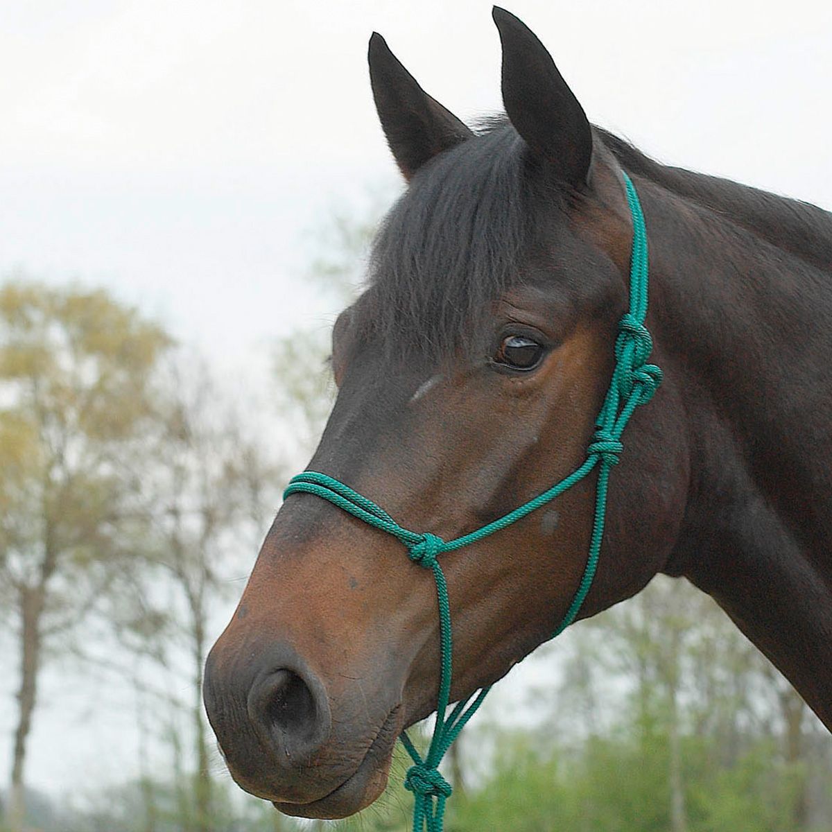 BUSSE Căpăstru cu Noduri STANDARD, Lucru la Sol fără Metal, tanne Warmblut/Kaltblut
