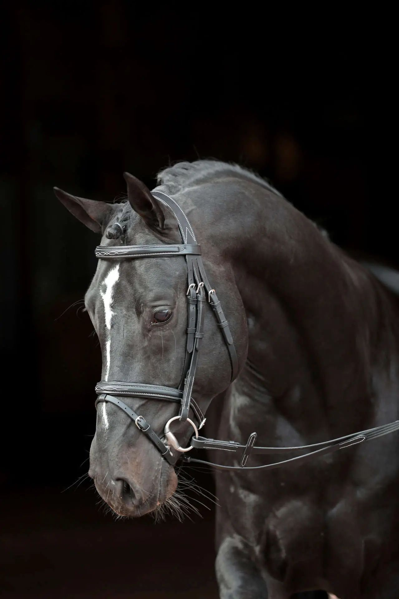 Covalliero Classic bőr kantár fekete, zabla nélkül, Pony