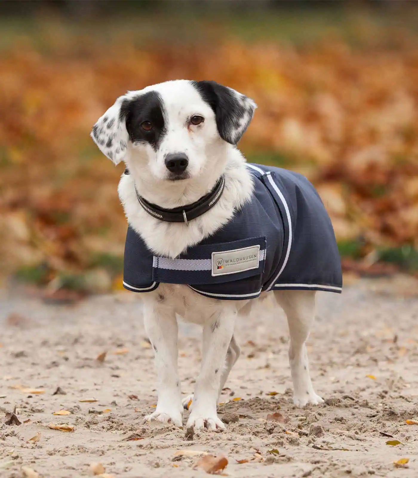 Waldhausen Comfort Hundedecke wasserdicht, 1200 Denier, 200 g Thermofüllung, nachtblau 45 cm