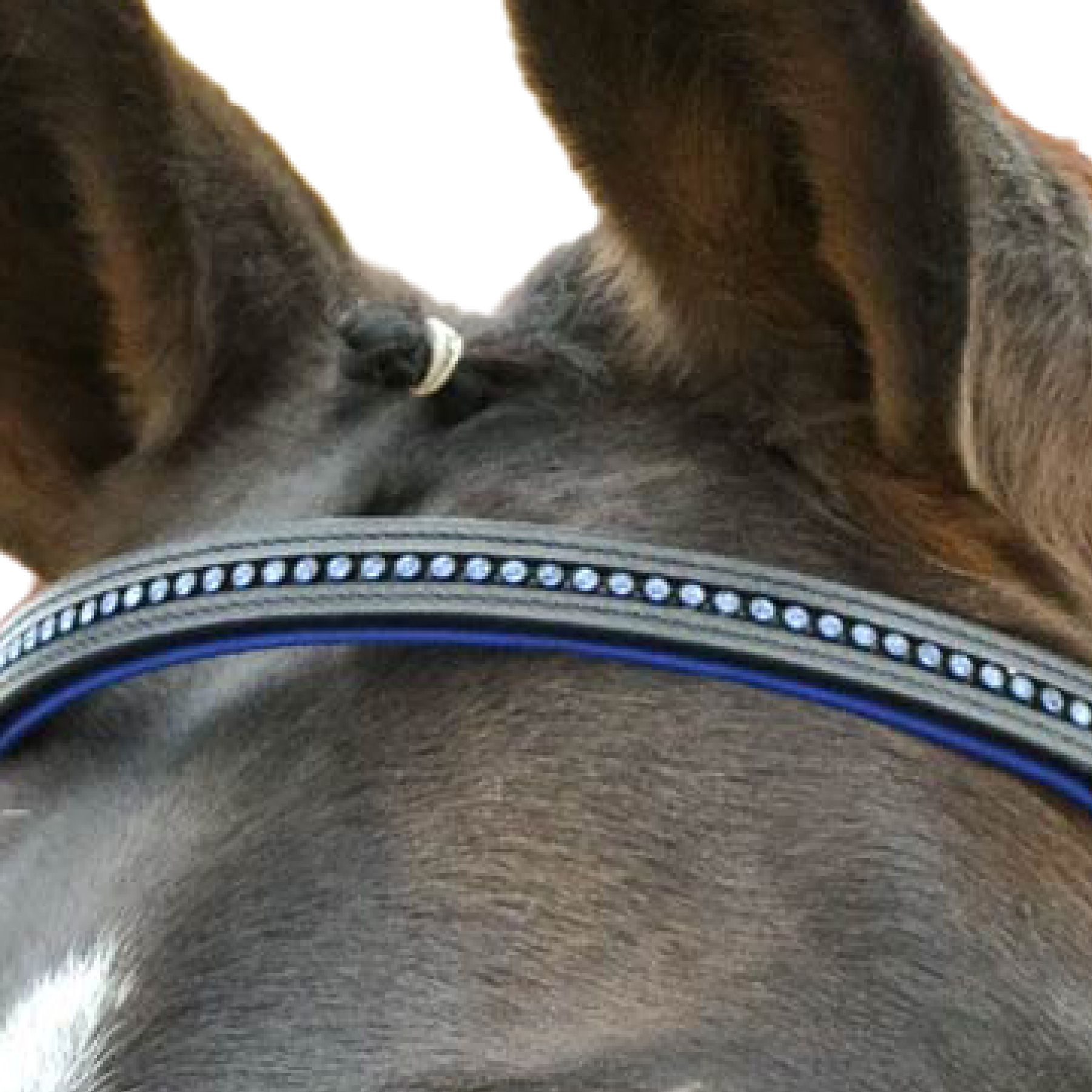 STAR Testiera Diamond combinata inglese, blu, COB