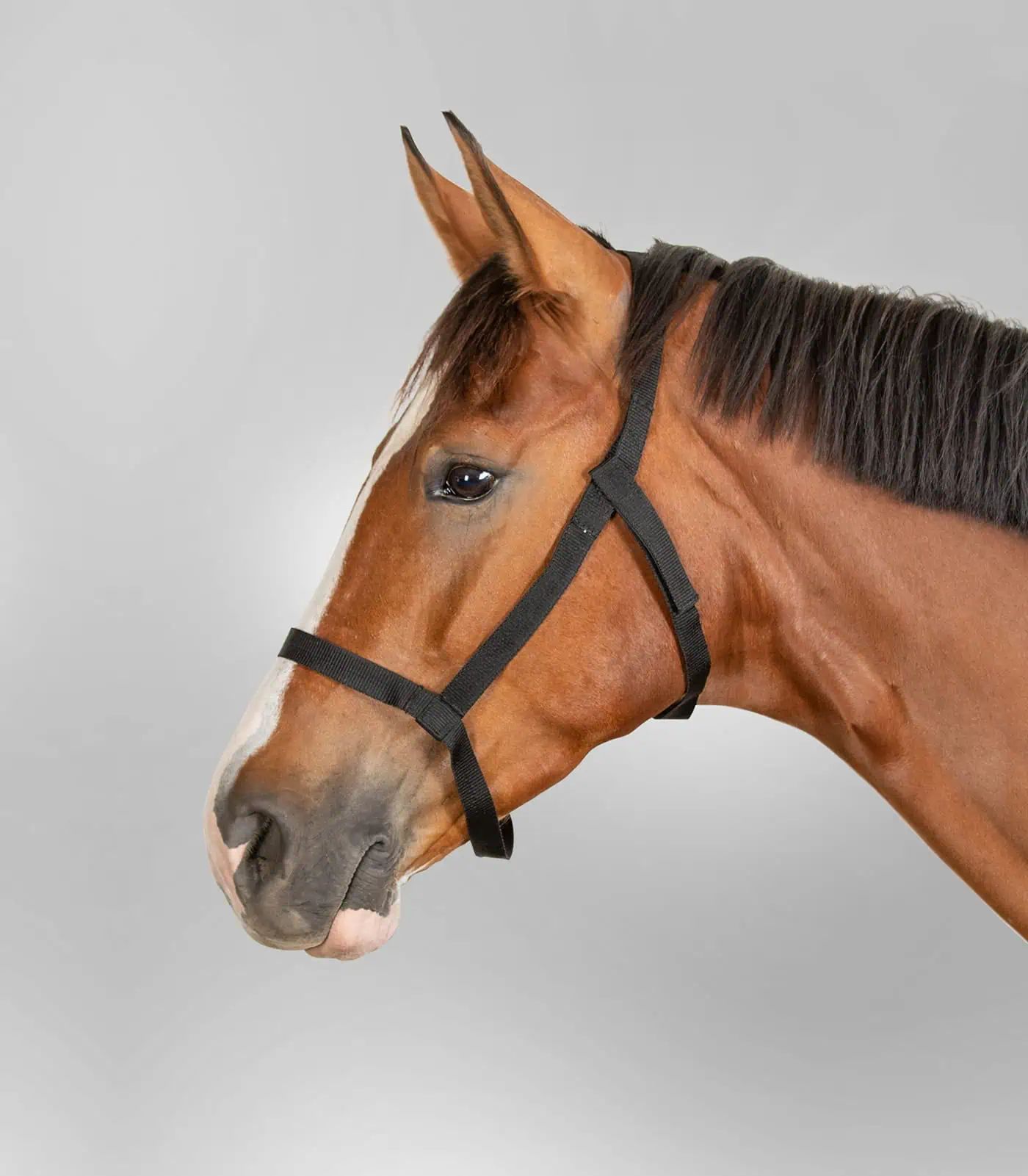 Licol de prairie Waldhausen sans boucles métalliques, fermeture Velcro, Shetty