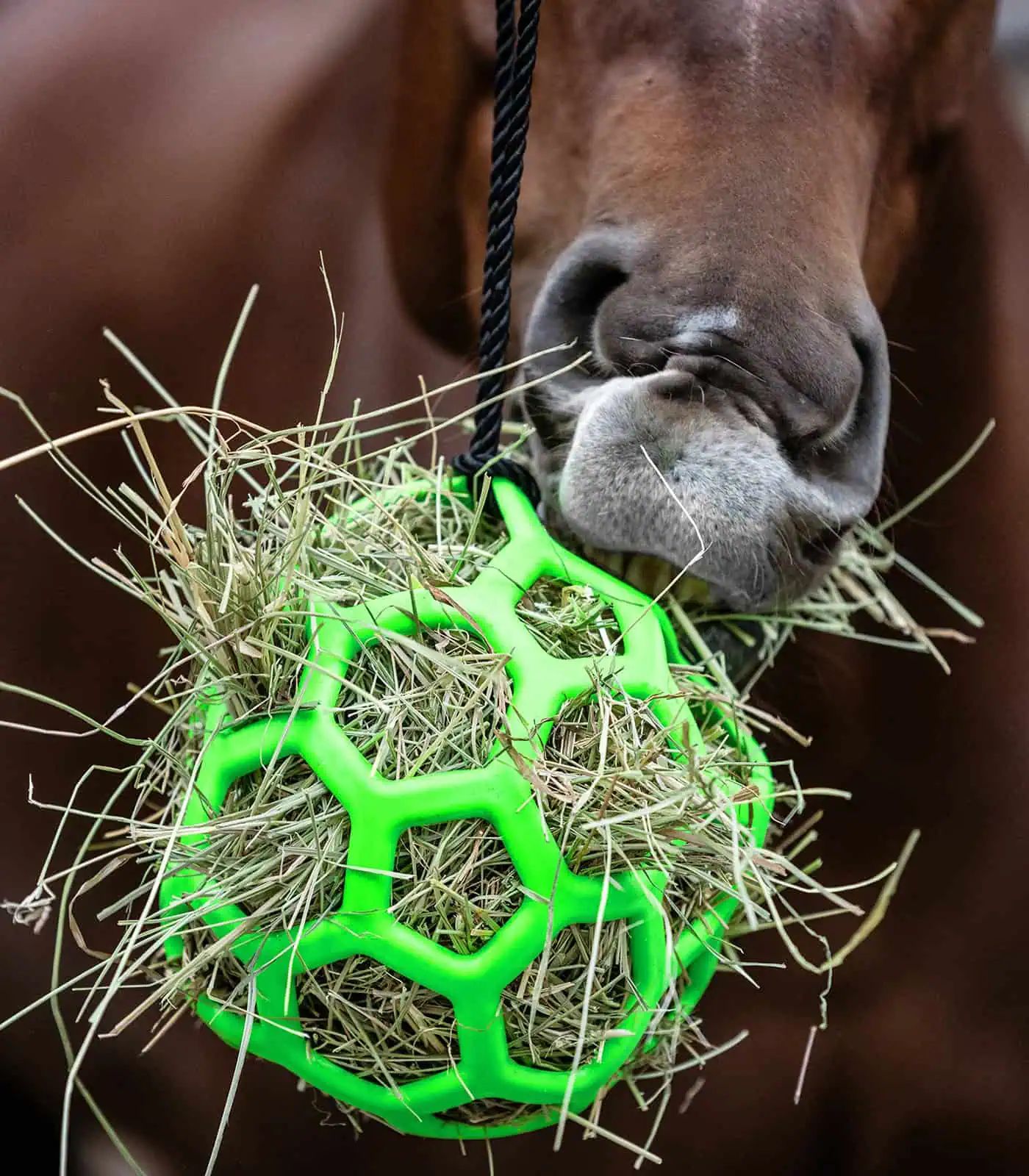 Waldhausen Hay Ball for Horses, Ø 22 cm, Slow Feeder Toy, in use