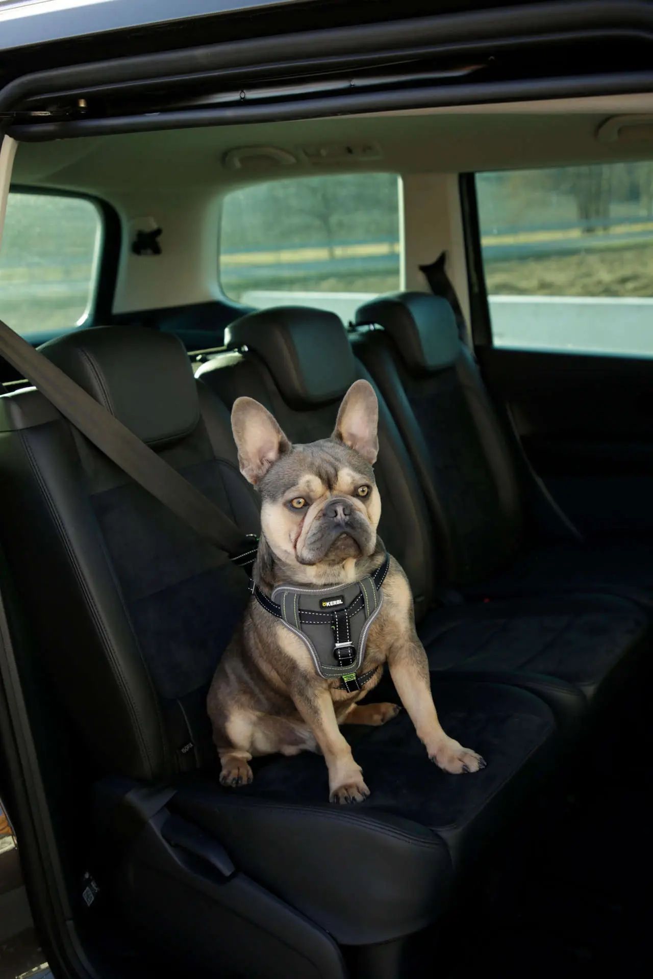 Harnais de sécurité auto Kerbl pour chien, rembourré, réglable, en utilisation