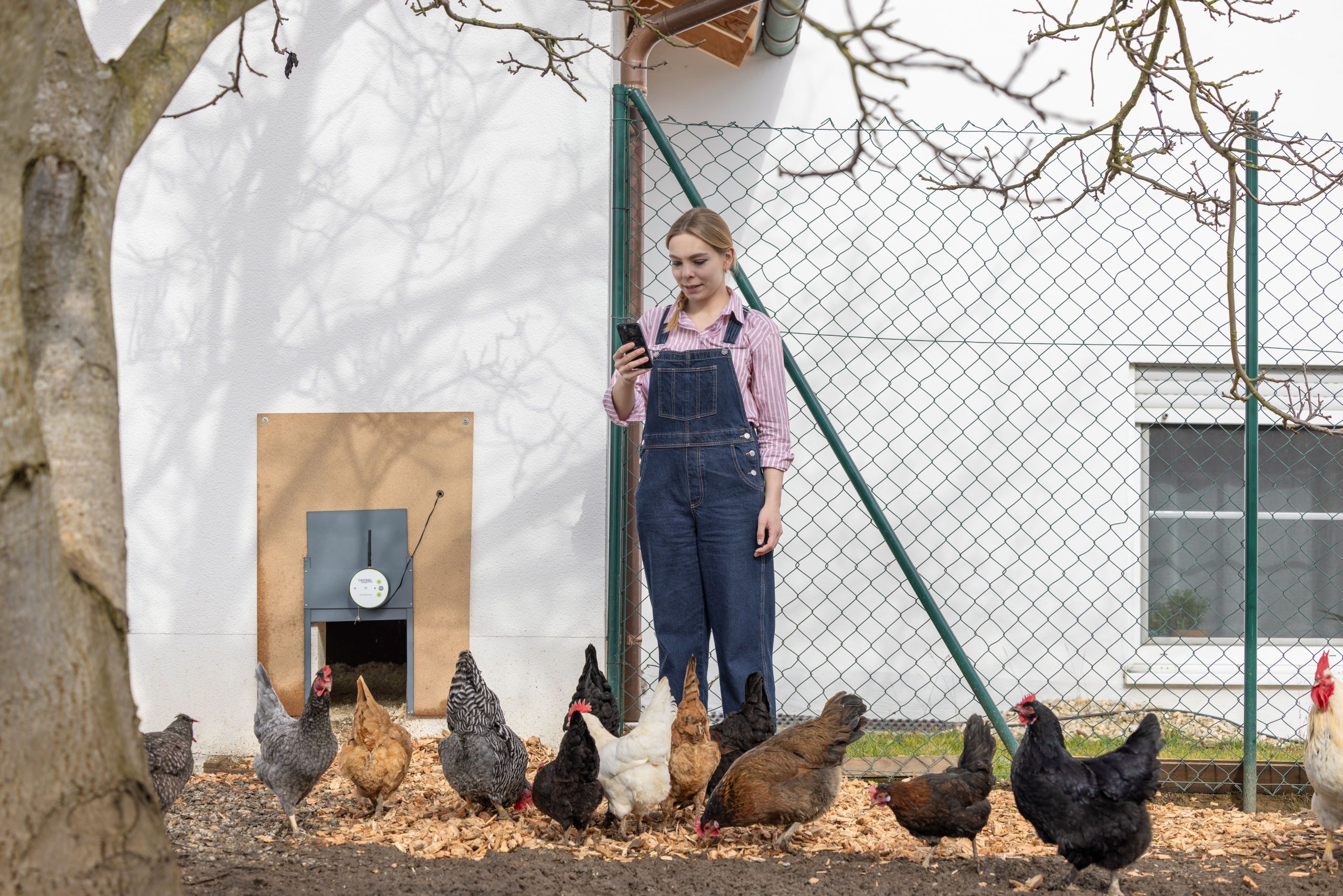 woman, overalls, pink shirt, yard, chickens