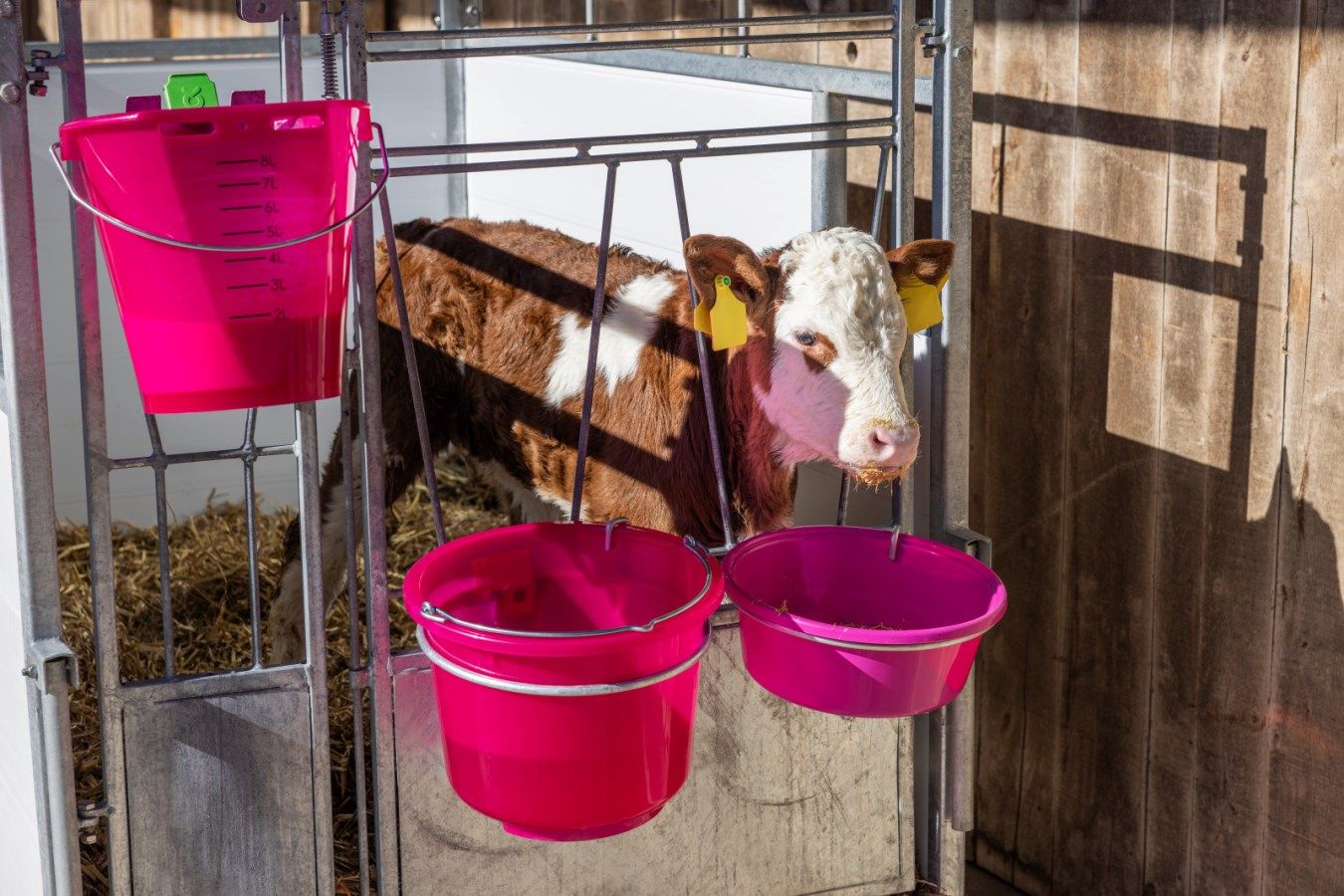 cow, calf, barn, pink bucket, feeding