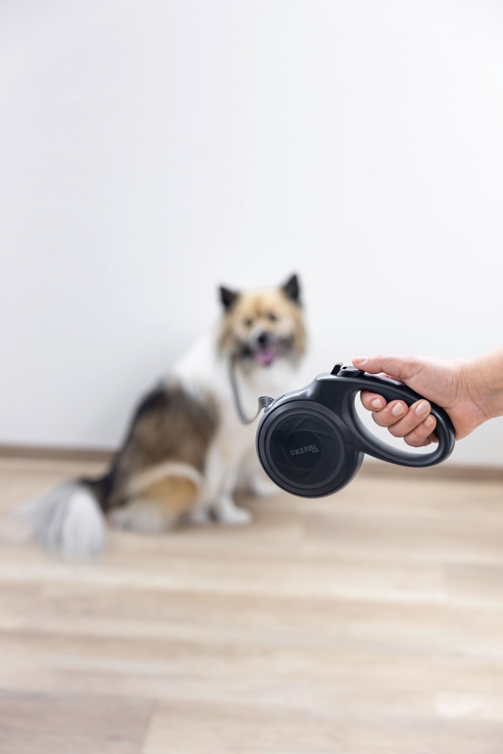 Kerbl Pet Rollleine Gurt 5 m reflektierend, anthrazit, im Einsatz