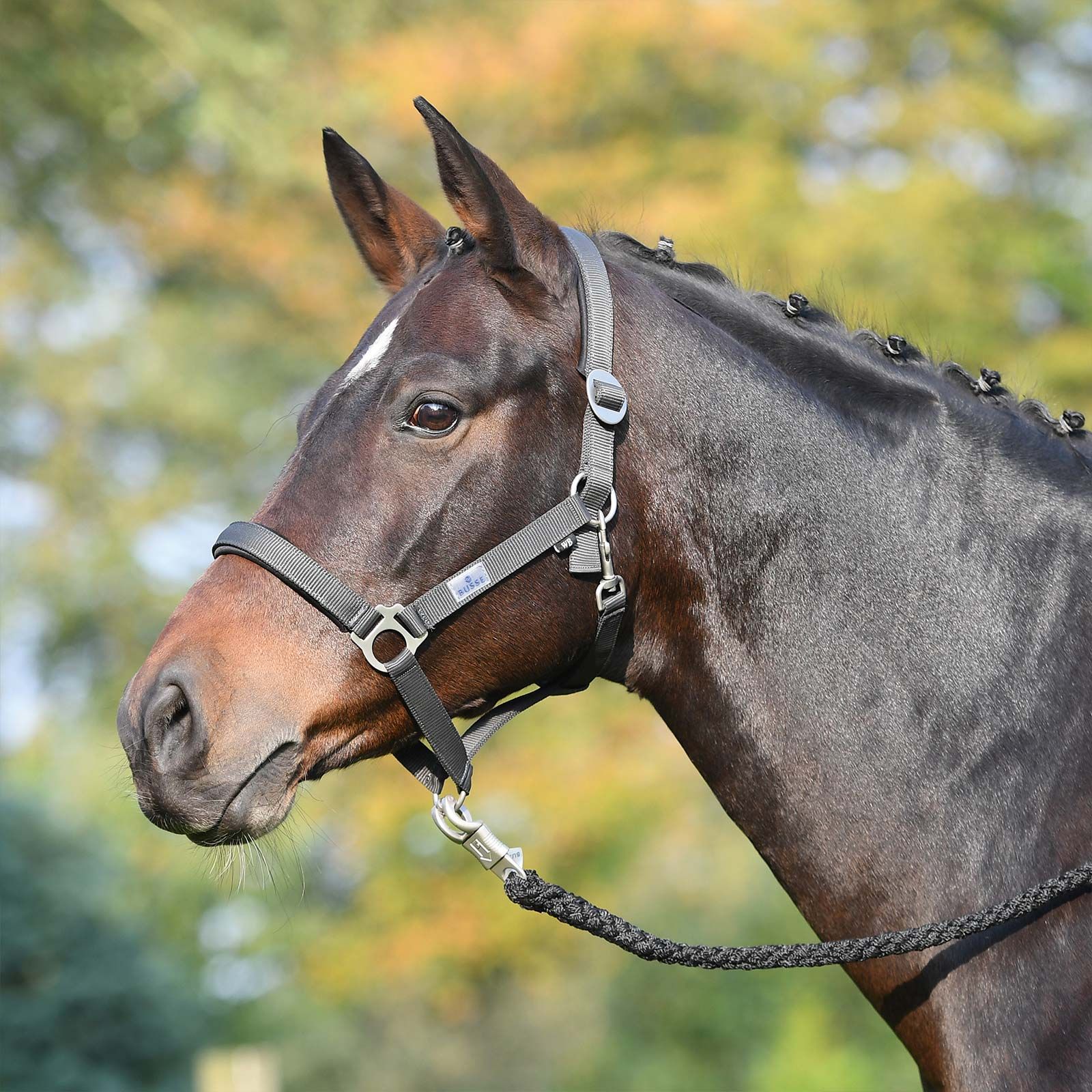 BUSSE SUPREME Kötőfék, párnázott nyak- és orrésszel, anthrazit Pony