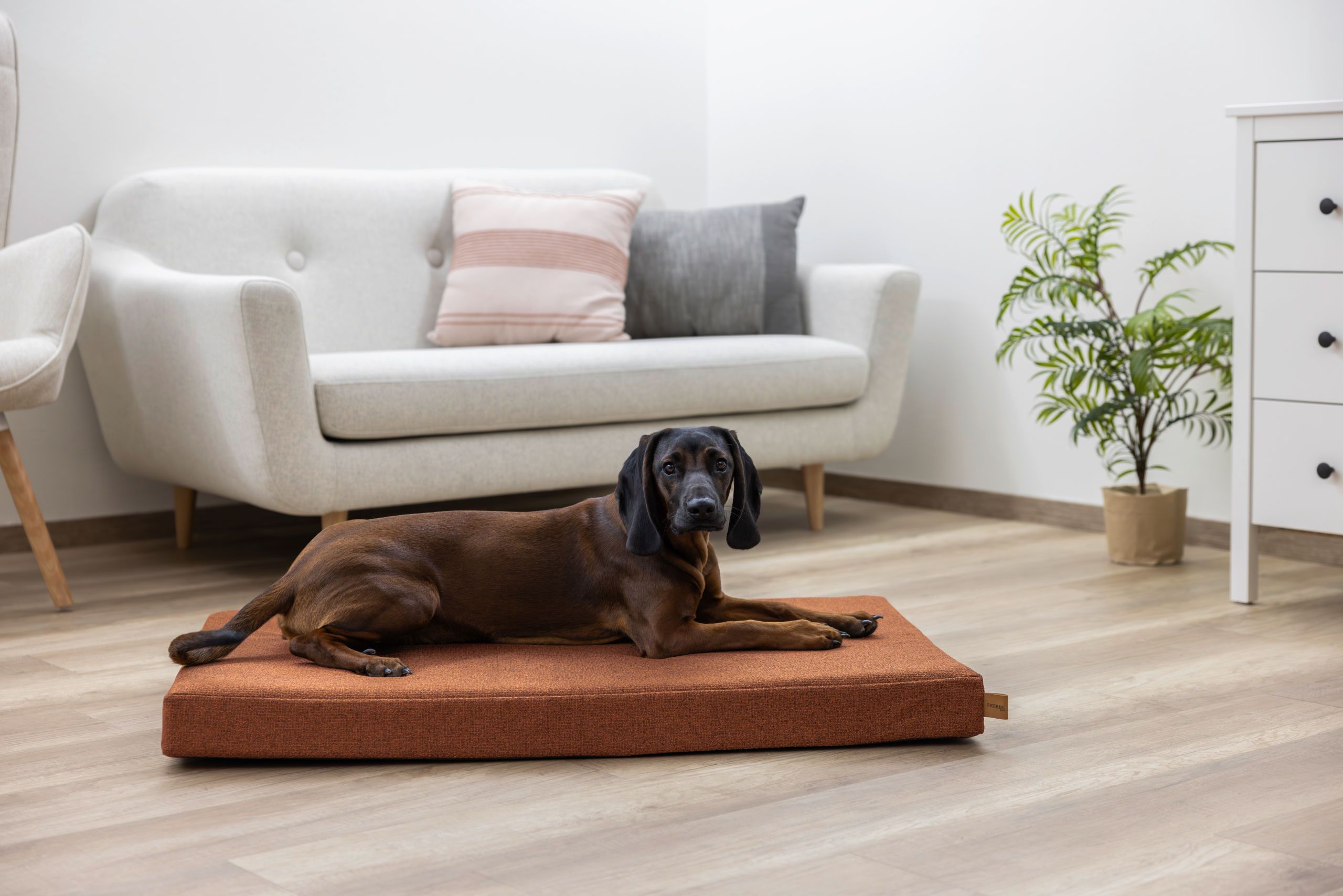 dog, pet, dog bed, brown, indoor