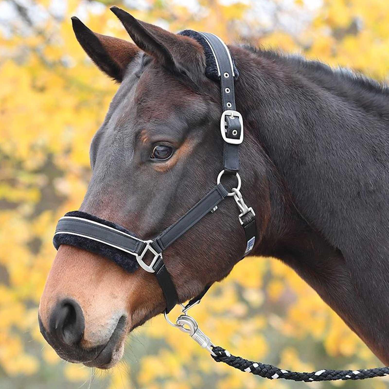 BUSSE Licol IDEAL pour cheval avec rembourrage polaire, design élégant