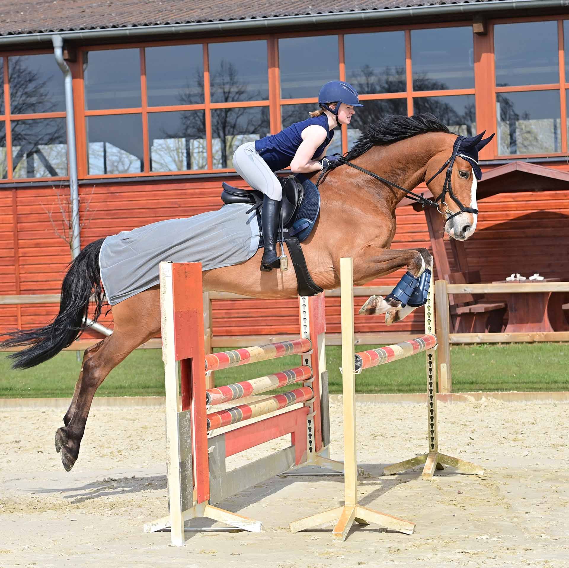 BUSSE Quarter Sheet FLY, Fly Protection Training Rug for Horses, in use