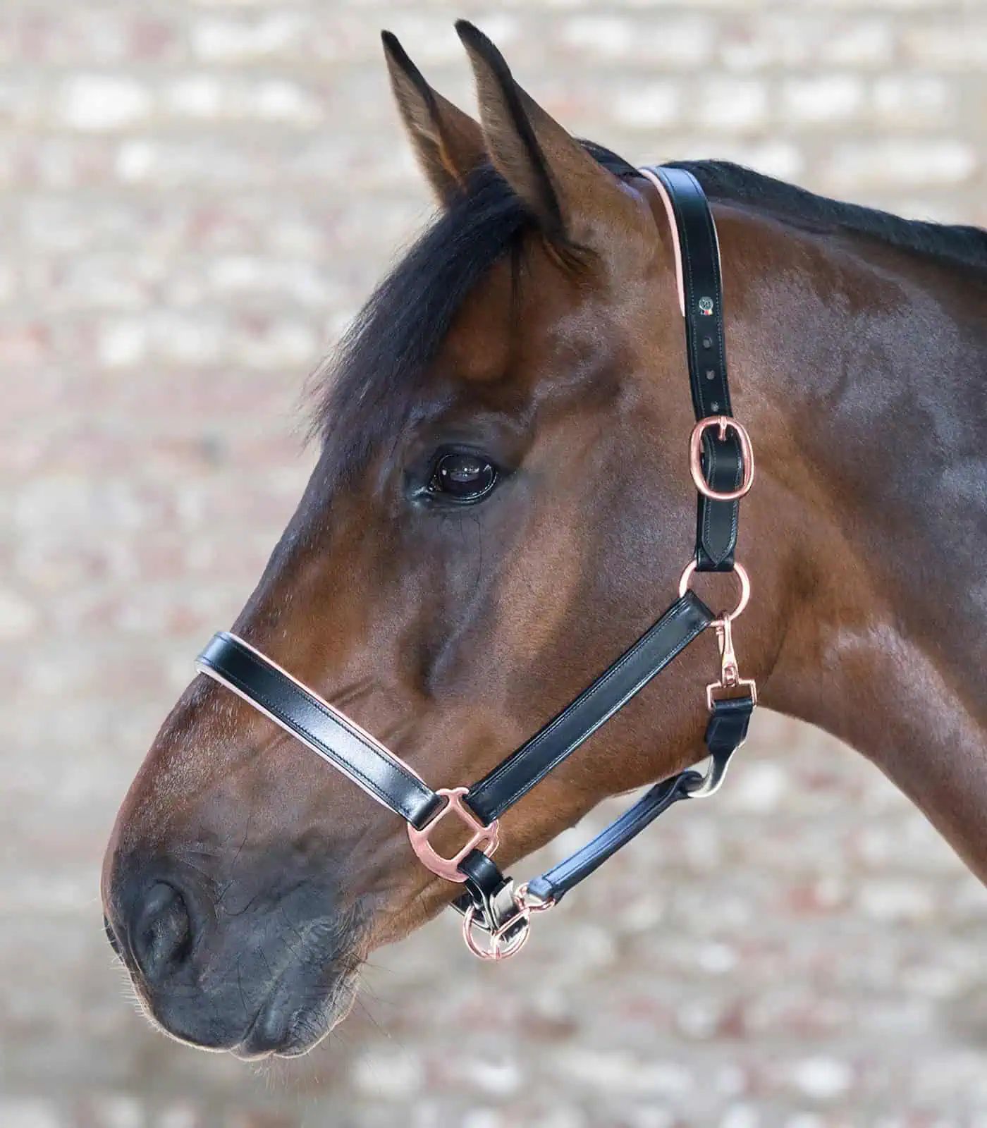 Licol en cuir Waldhausen X-Line Rosé, licol rembourré, Cheval