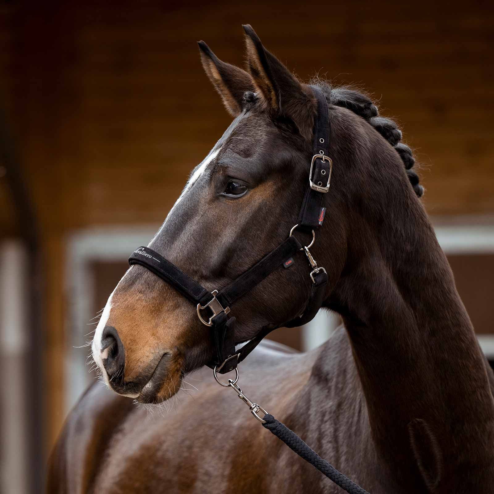 Covalliero Halter black, in use