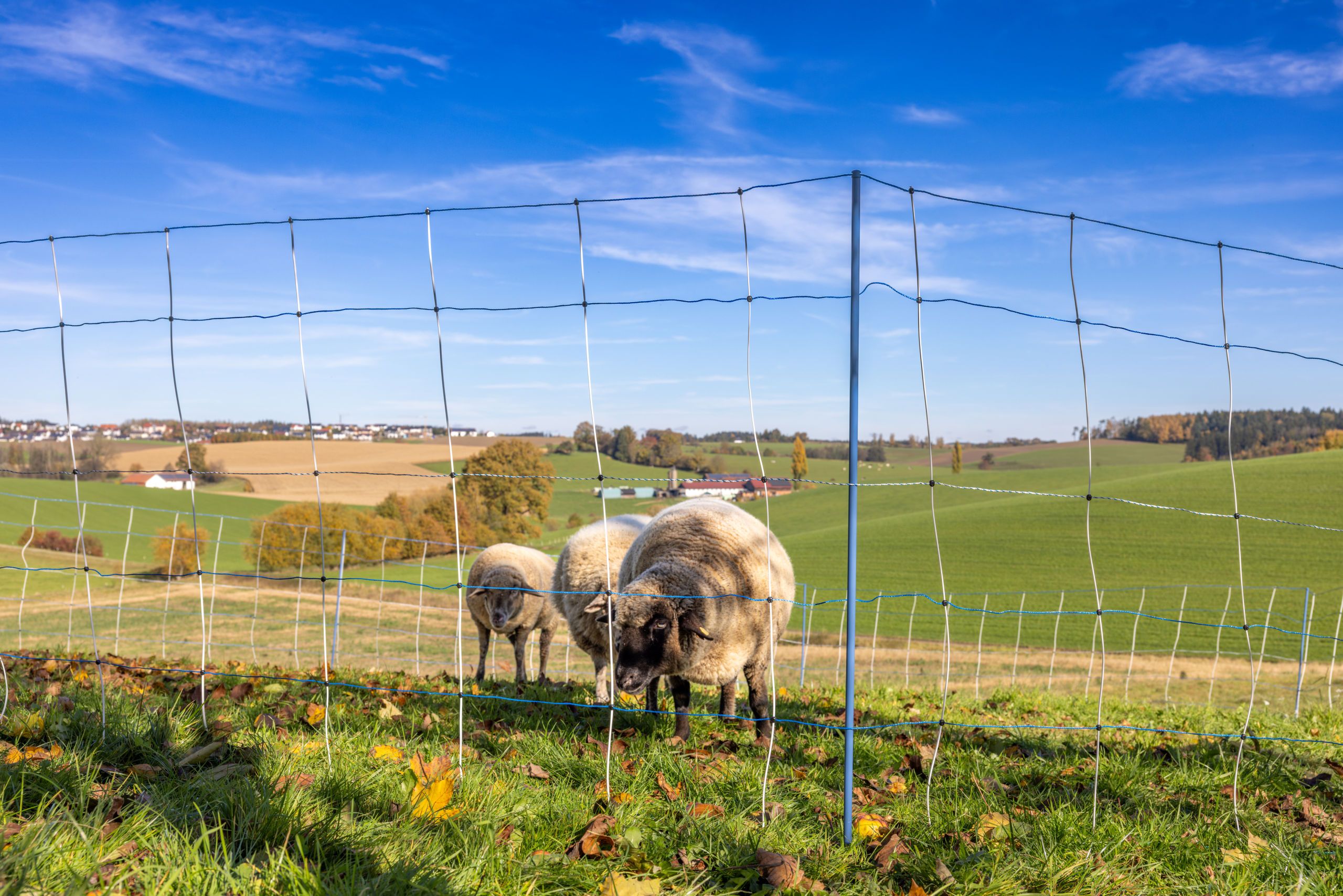 sheep, fence, pasture, farm, sheepfold