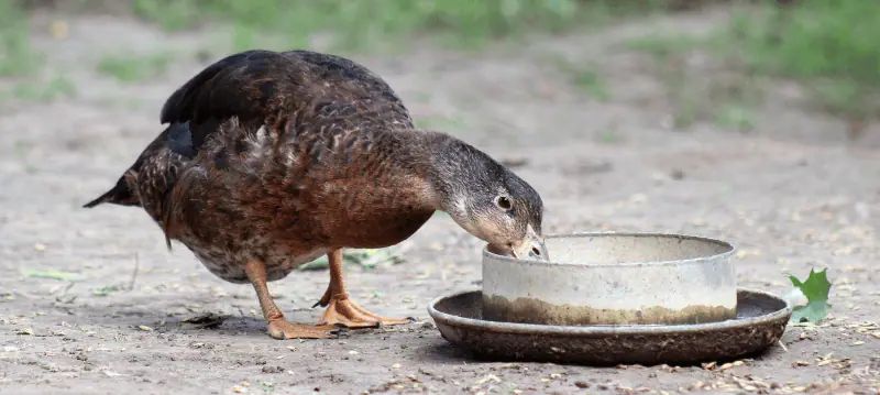 Nourriture pour canards