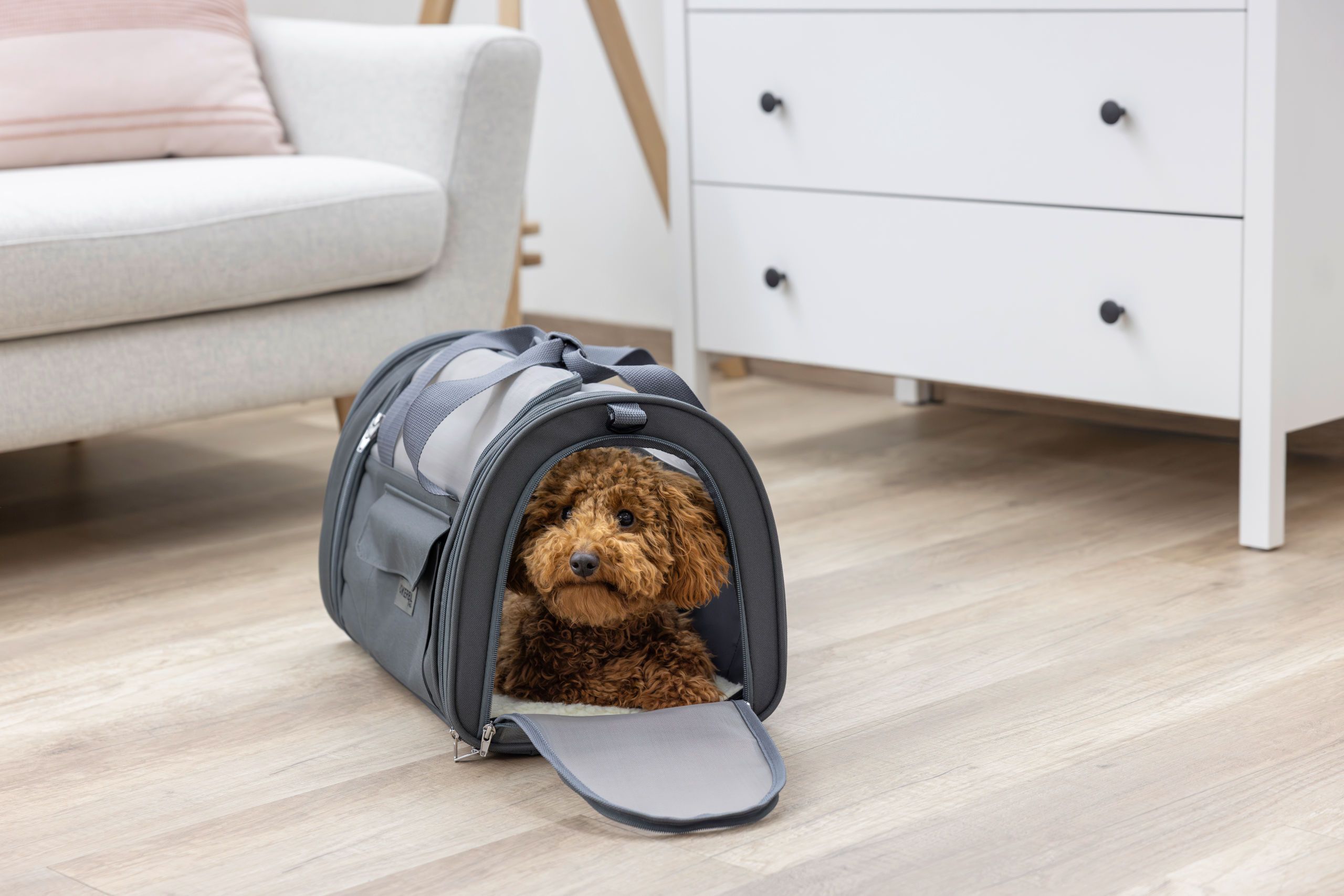 Hund, Tiertransporttasche, Hundetransportbox, Reisetasche, Tiertransport