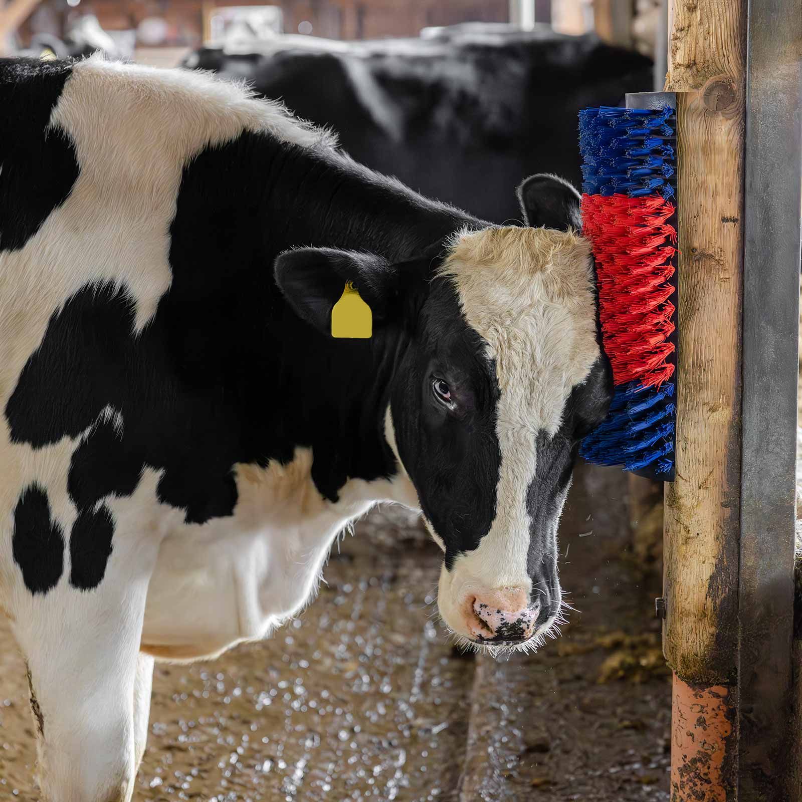Kerbl Kratzbürste XL Betty, halbrund für Rinder, Pferde & Co., im Einsatz, im Stall