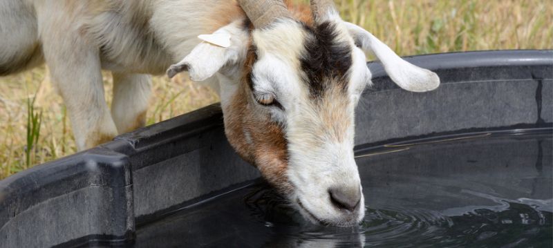 Water Goats