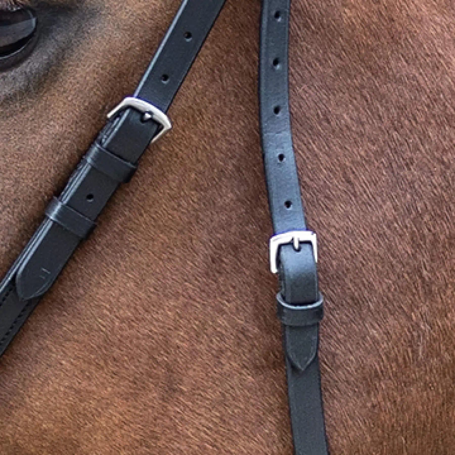 STAR Zaum Gebisslos, gepolstert – Scawbrig-Wirkung für gut ausgebildete Pferde, X-Warmblut