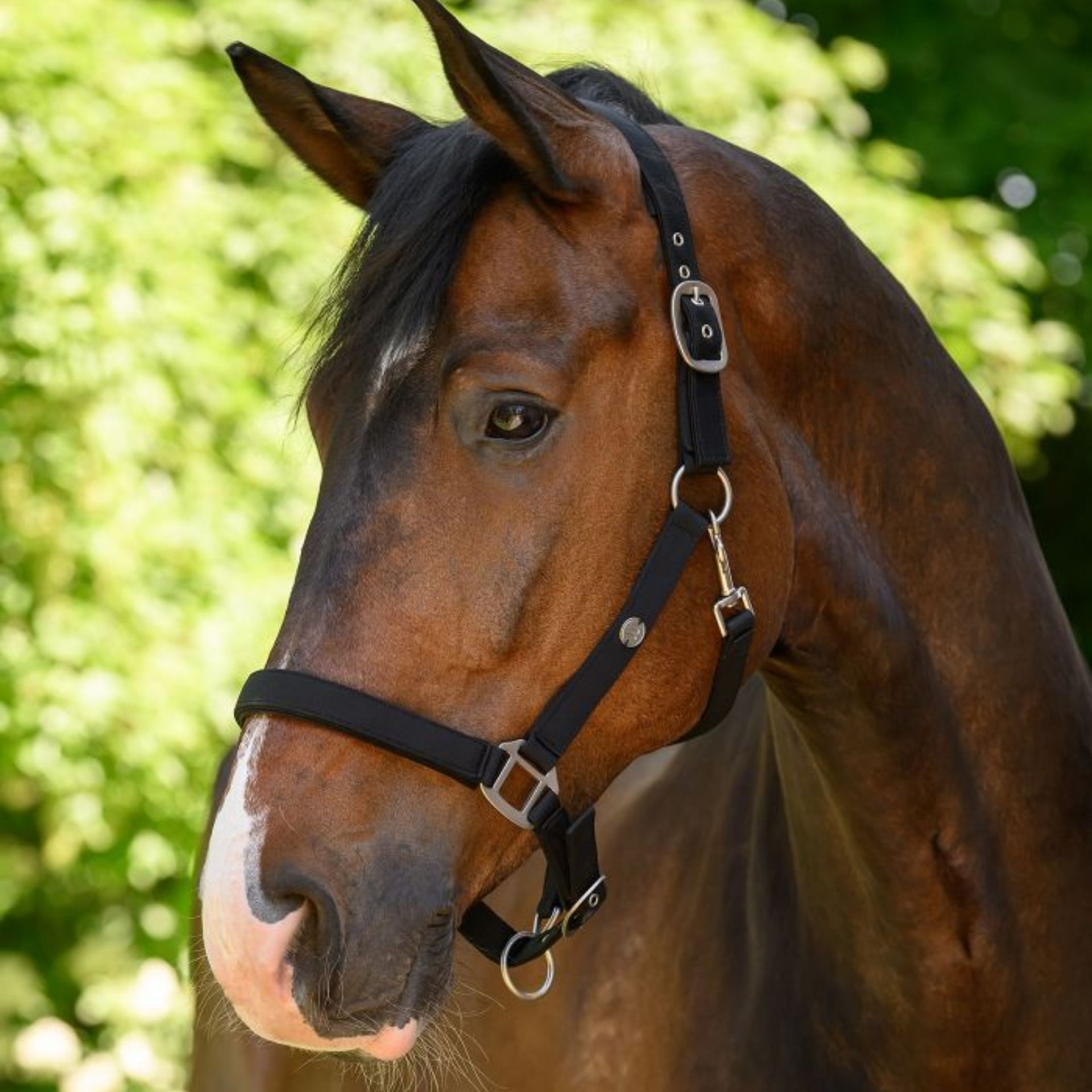 horse, halter, bridle, black, metal, buckles