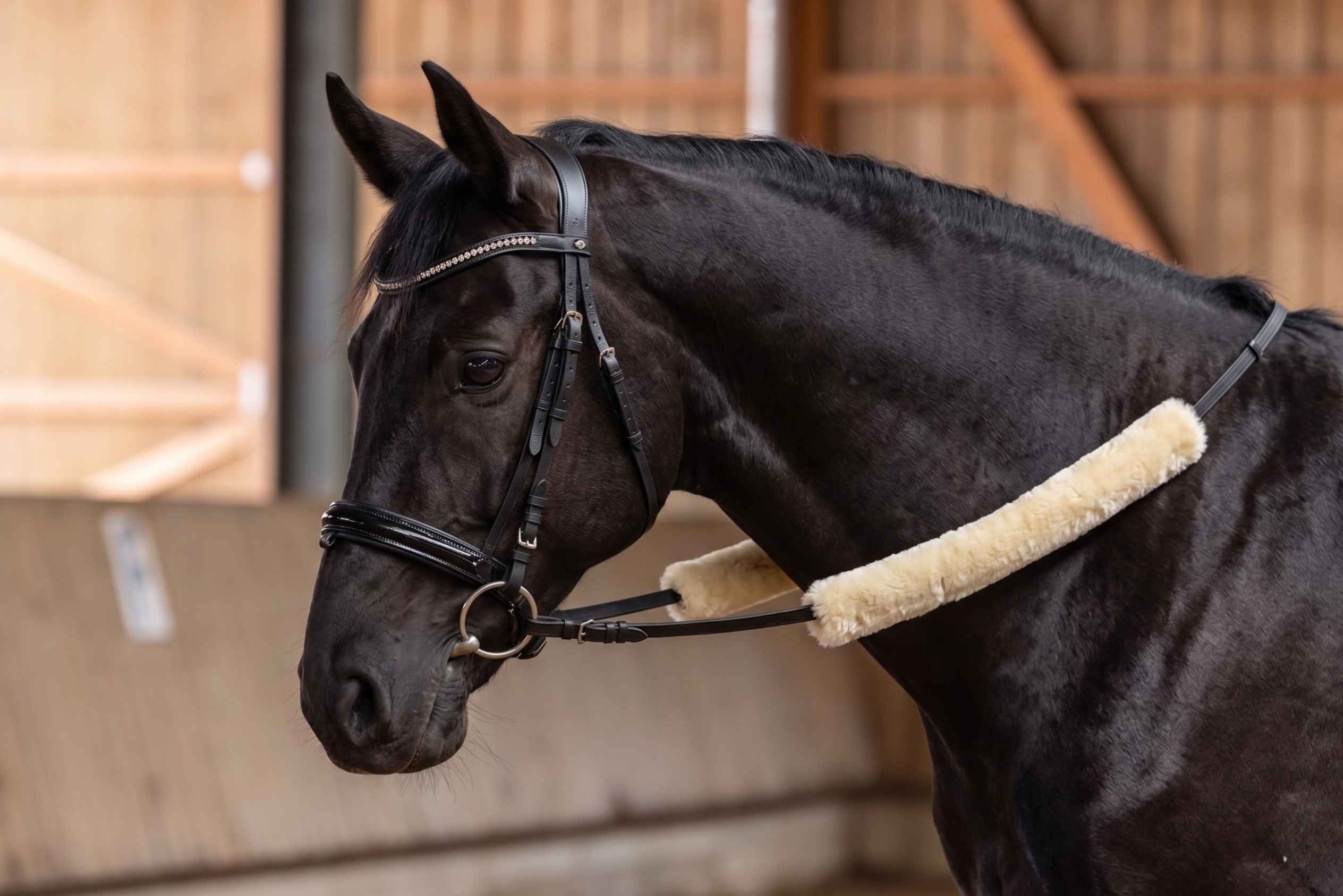 horse, bridle, black, saddle, ear headstall
