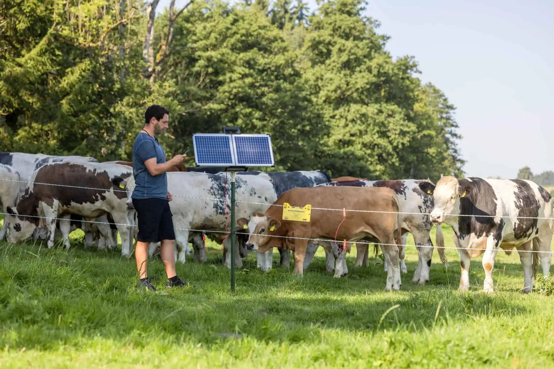 Aparat solar pentru gard electric AKO SunPower S2400 Smart 12V, 3,2 Joule, în utilizare, pe pășune