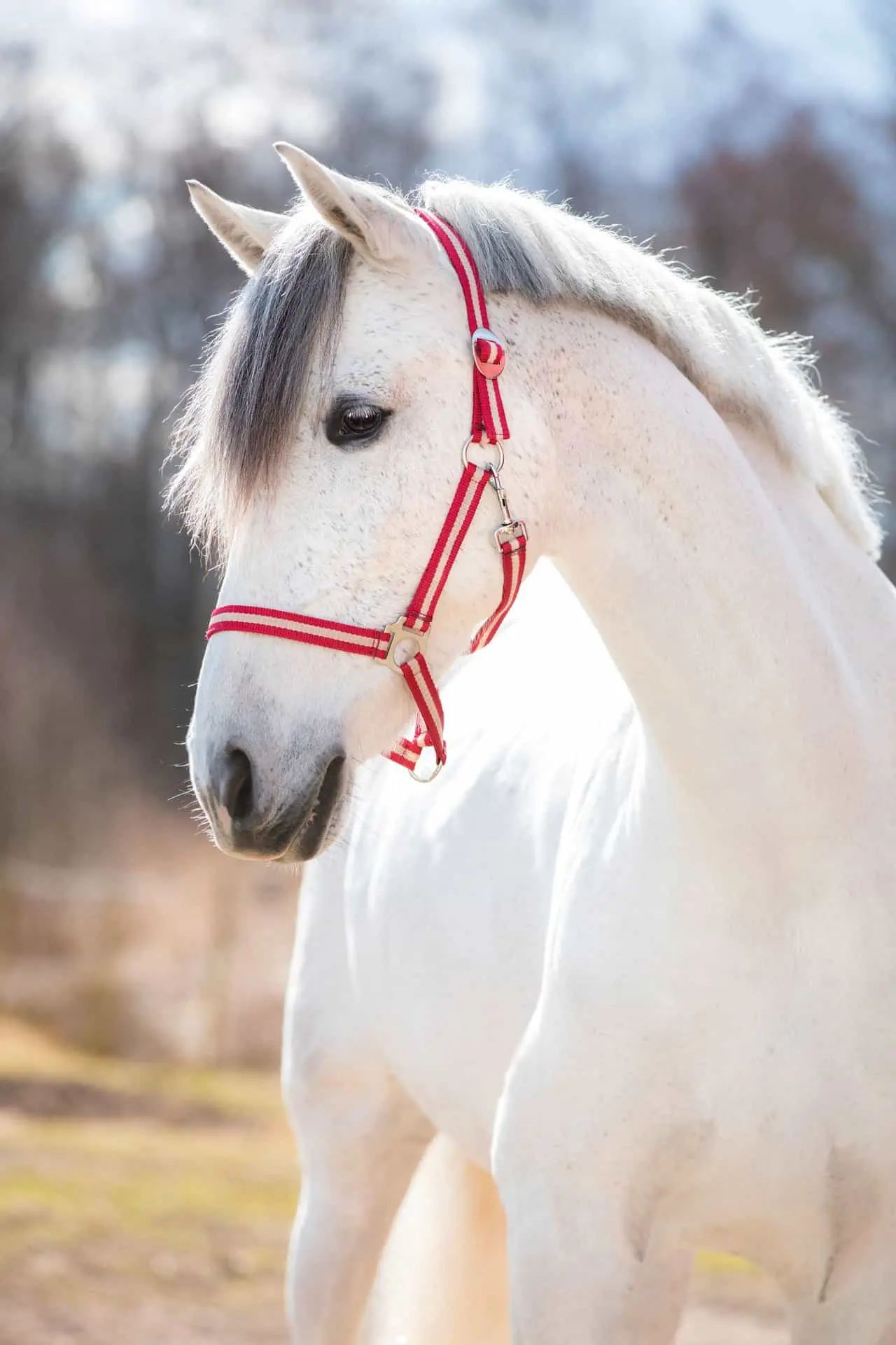 Covalliero Nylonhalfter Hippo, stufenlos verstellbar für Pferde, Foal bordeaux/beige