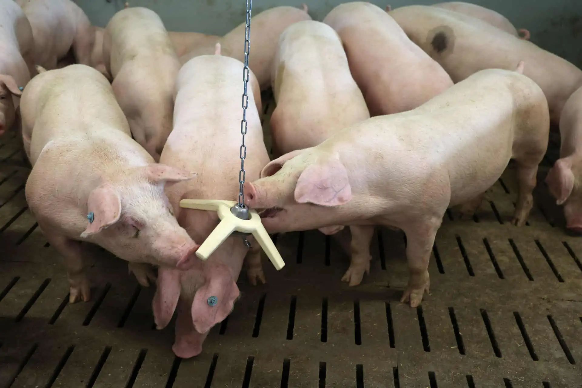 Kerbl Jucărie pentru porci BiteStar cu capac și lanț de suspendare, în utilizare, în grajd