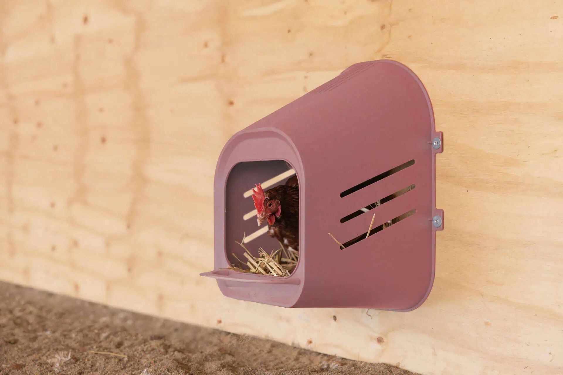 Kerbl Nesting Box for Chickens Plastic, Rose, with Perch, for up to 5 Hens, in use