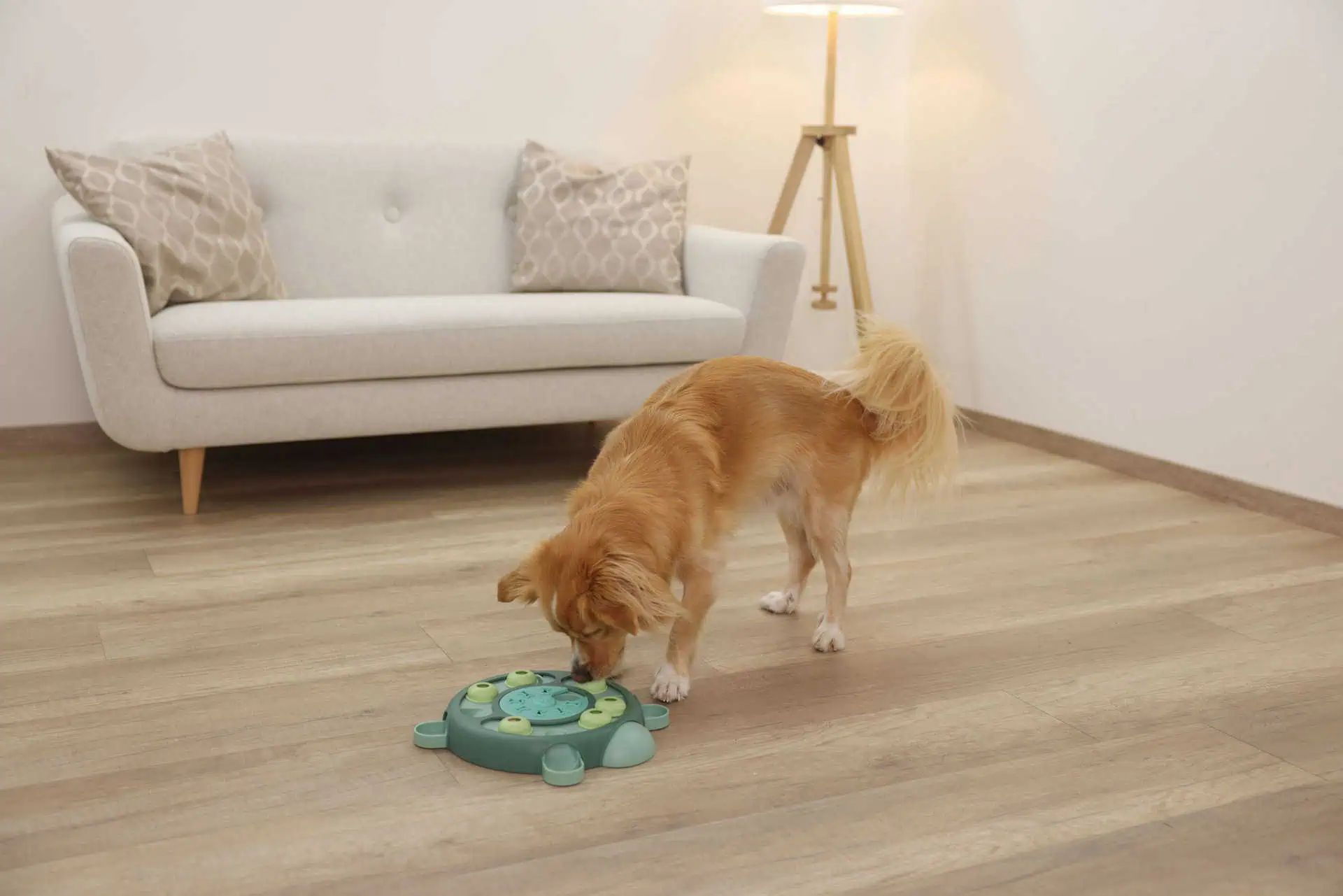 Kerbl Pet Turtle Puzzle Toy, Interactive Treat Toy for Dogs & Cats, in use, indoors