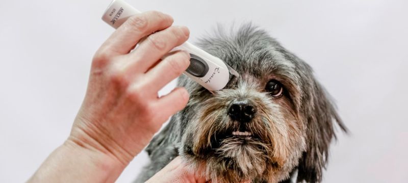 Aesculap Hundeschermaschine