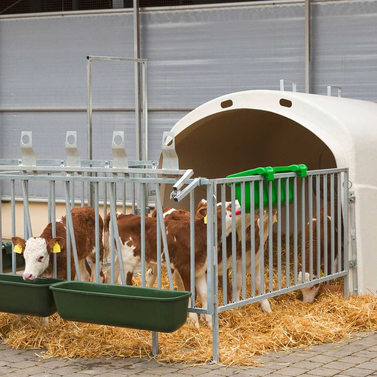 Kerbl cuva de hrănire a vițeilor MULTI FEEDER, în utilizare, în grajd