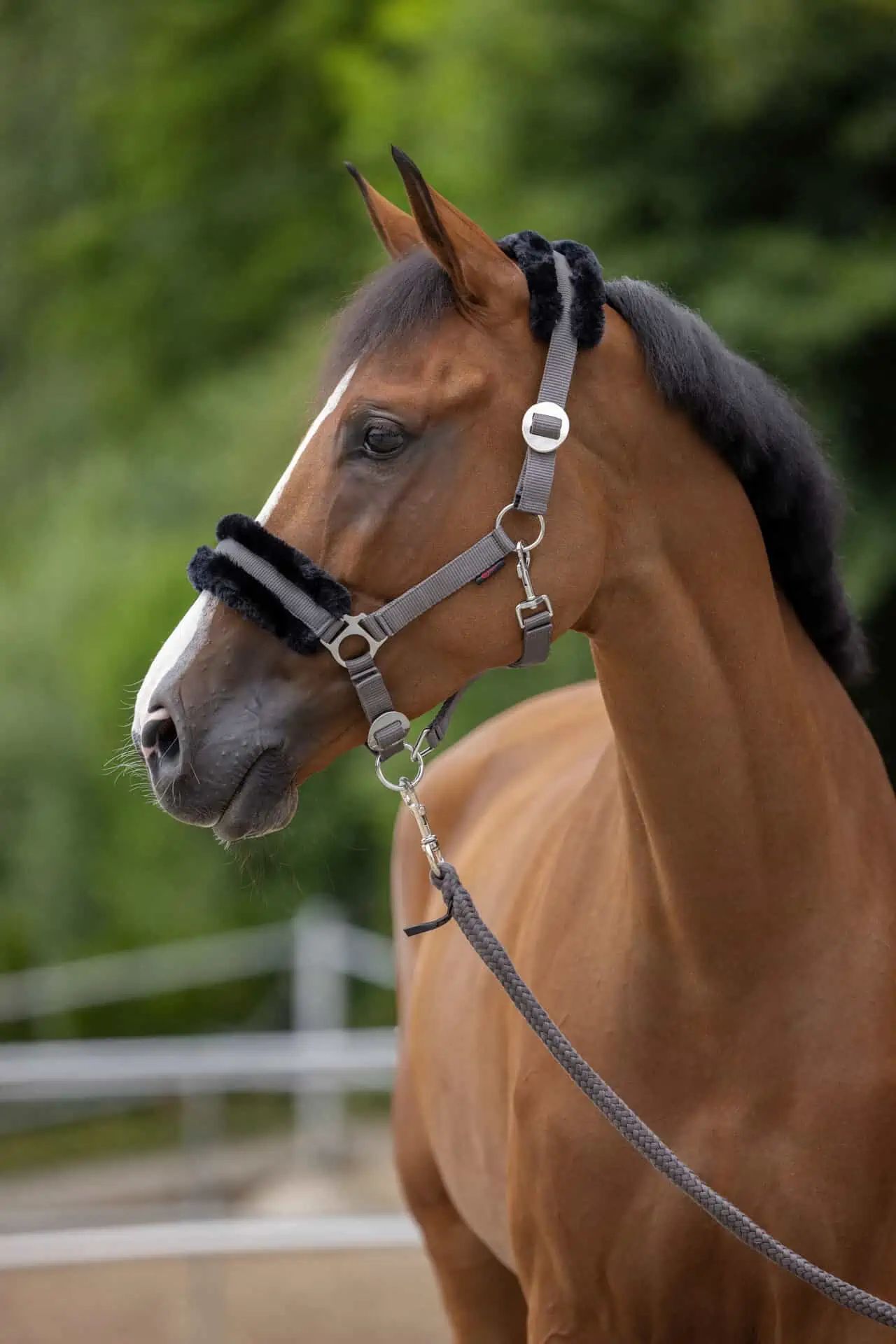 Covalliero Halfter ClassicSoft, weiches Fellhalfter für Pferde, Größe Cob
