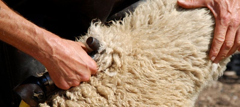 Toilettage des moutons