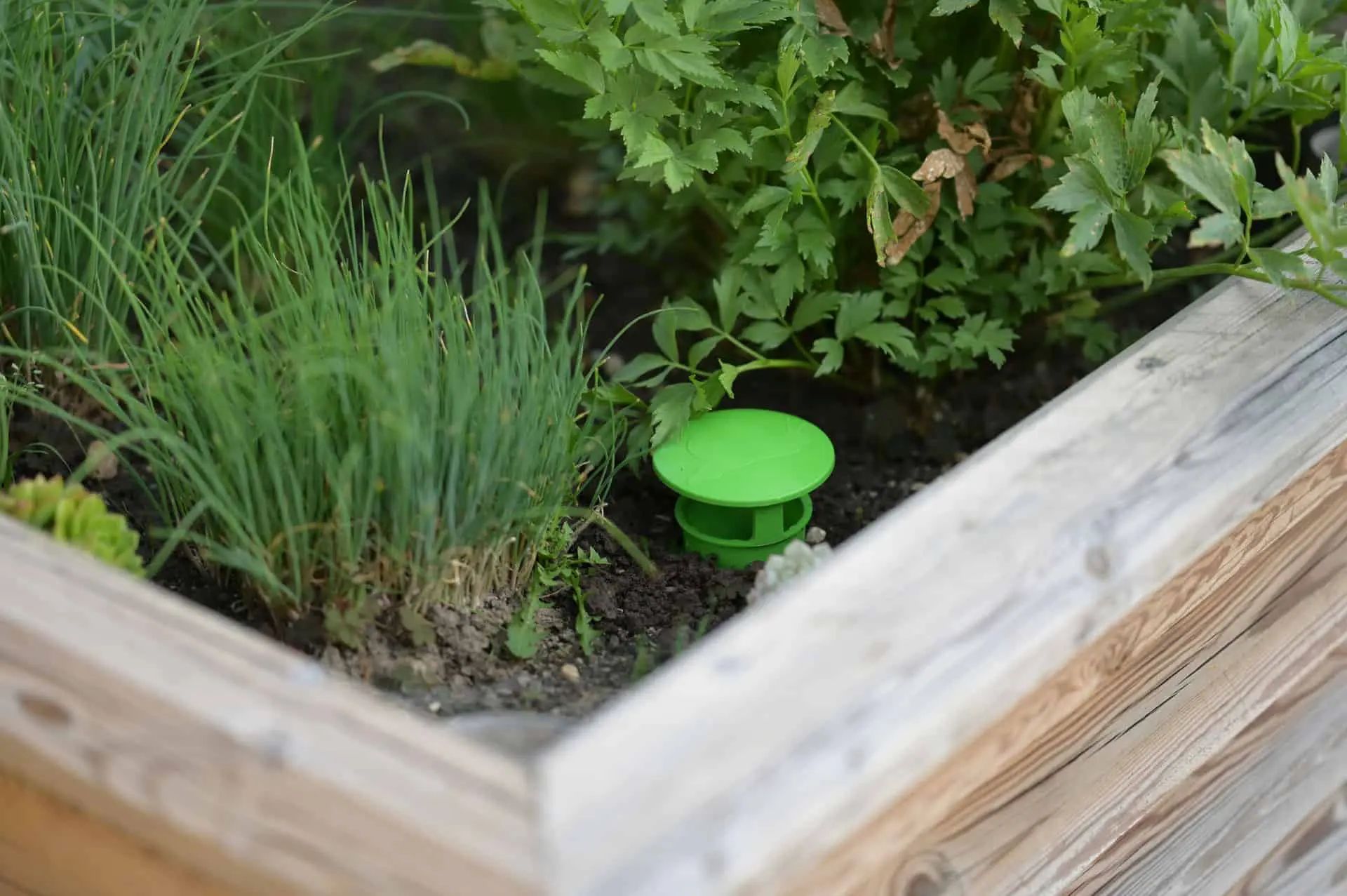 CIT SnailBowl Slug Trap, Poison-Free Beer Trap for the Garden, in use, in the paddock