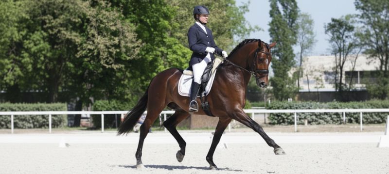 Horse Tournament Accessories