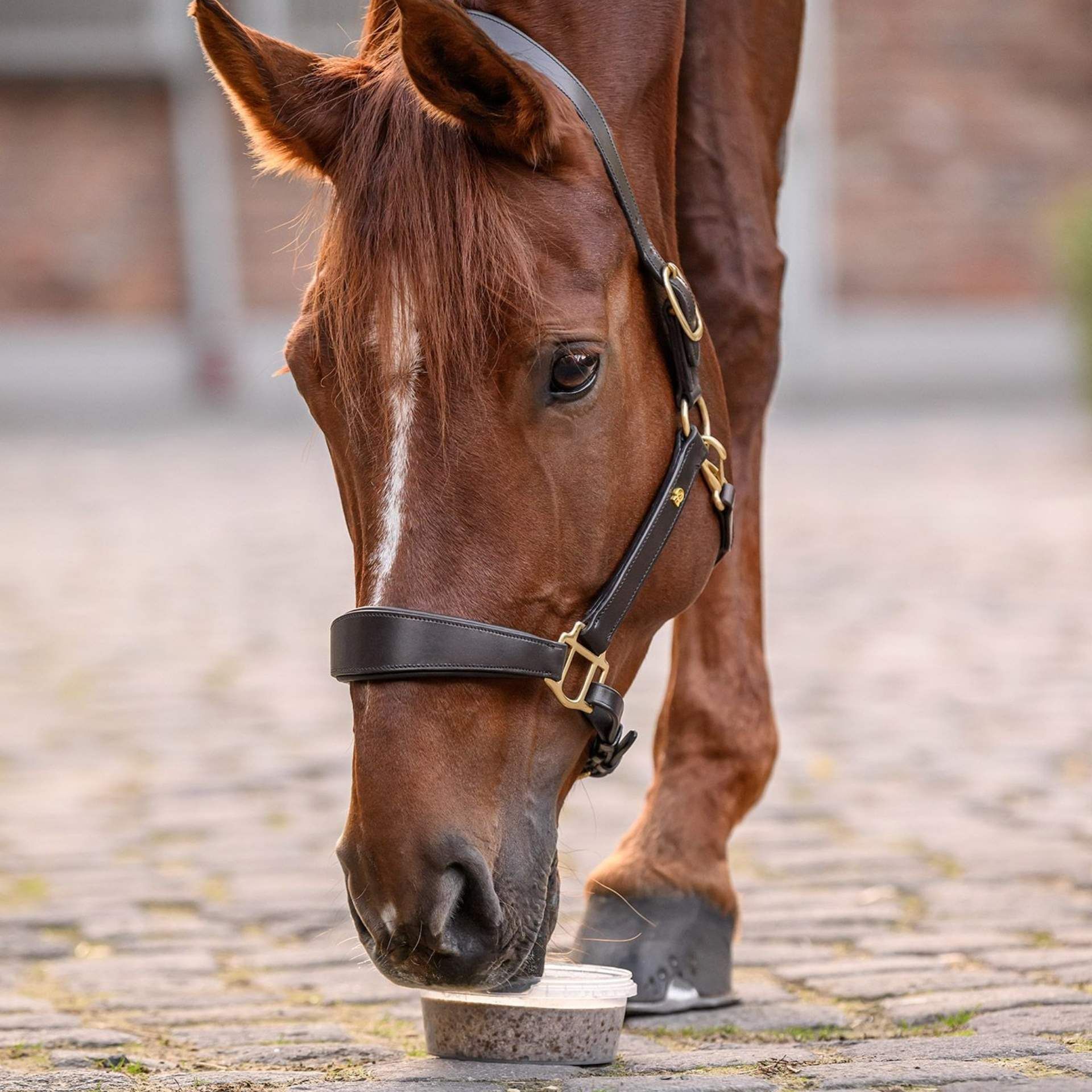 horse, halter, bridle, brown, stirrups