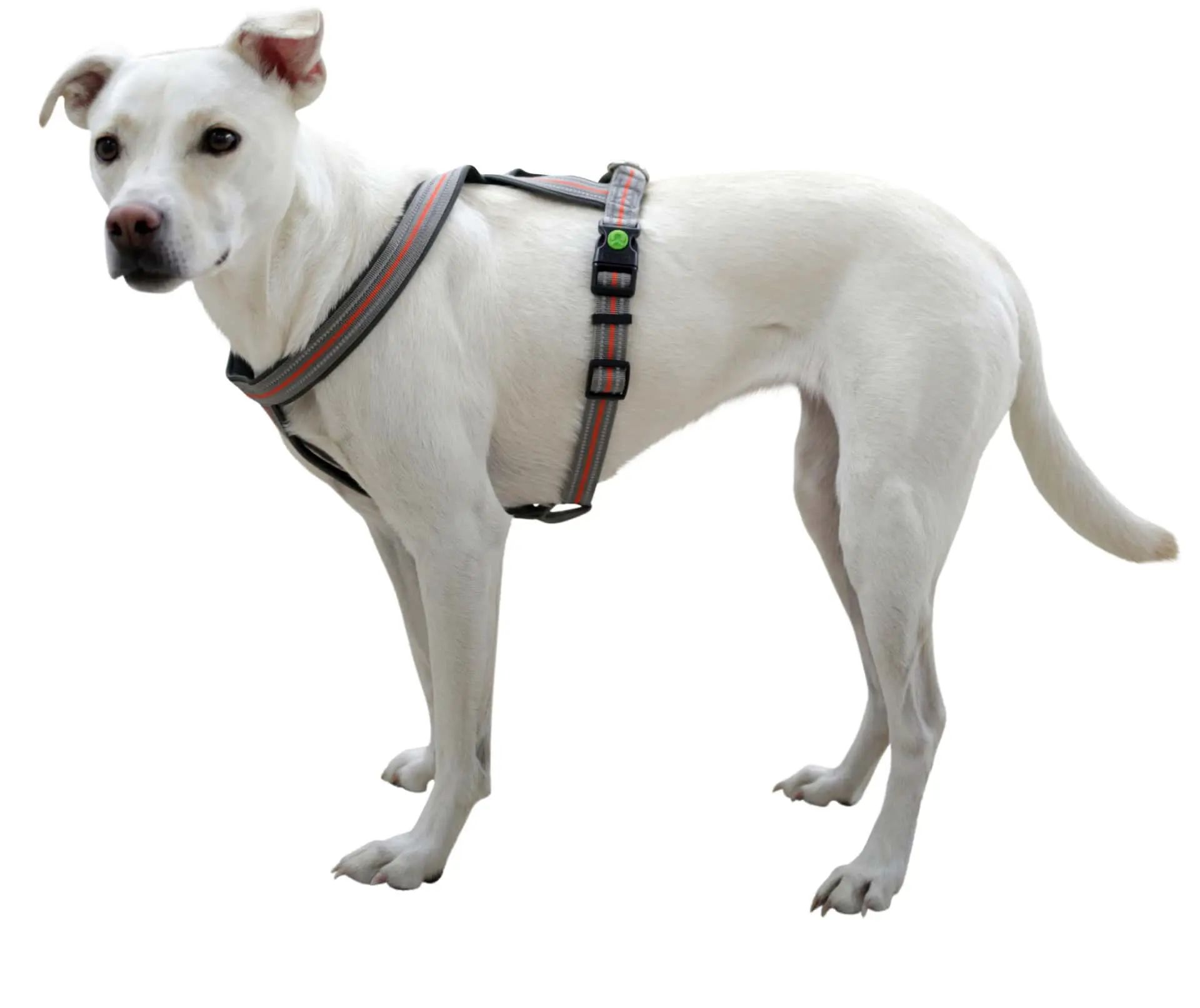 Kerbl Pet Sele Xenos Reflekterande för Hund, Justerbar, i användning
