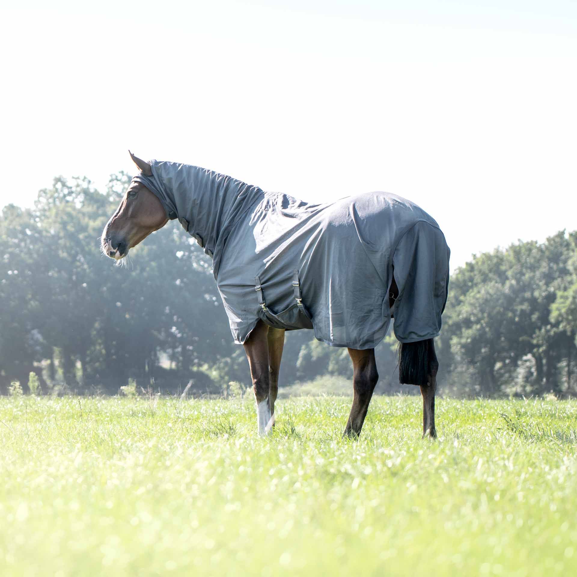Couverture anti-mouches BUSSE COMPLETE PLUS avec protection des jambes, en utilisation, au pré
