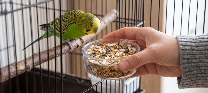 Nourriture pour oiseaux