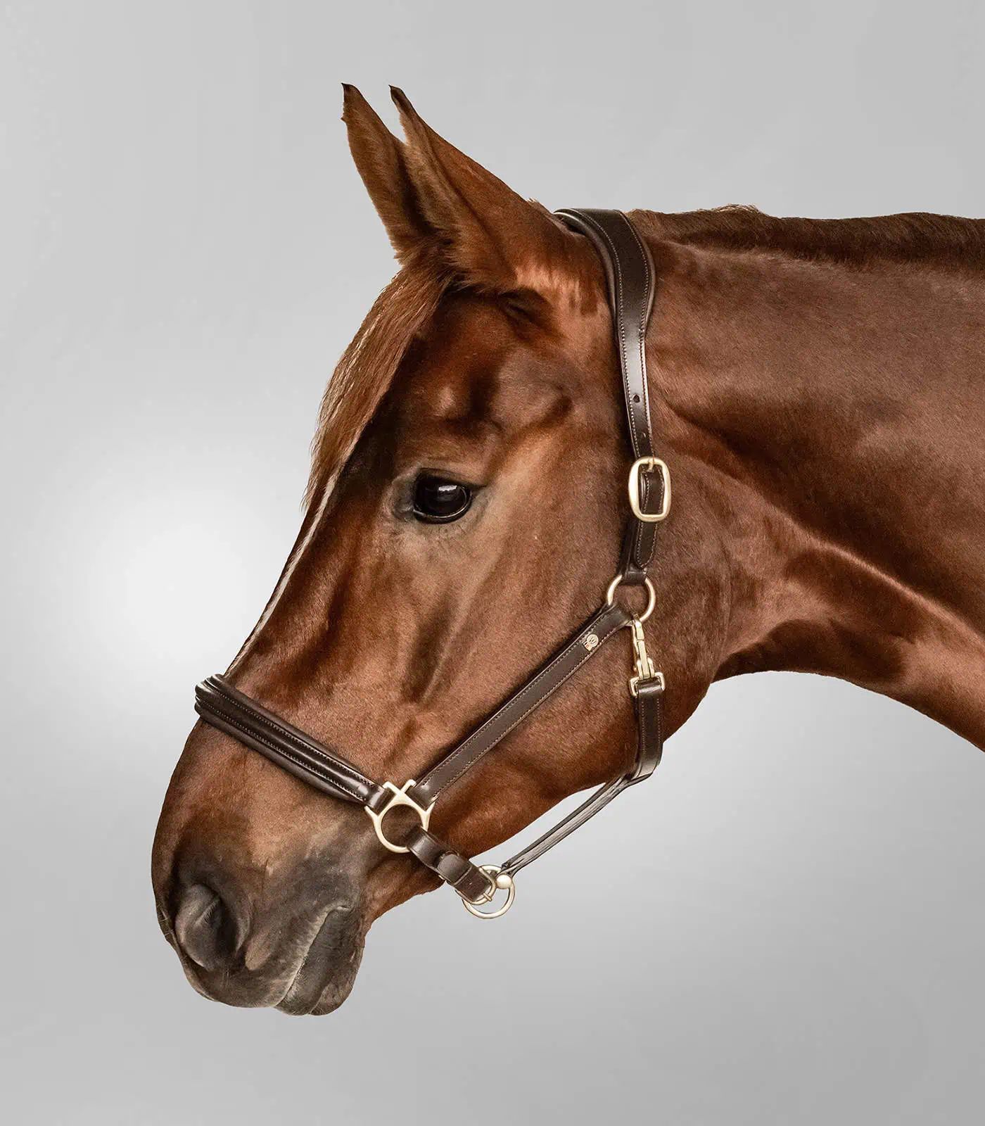 Waldhausen Licol en Cuir S-Line Classy, Rembourré, Réglable, COB, brun/laiton