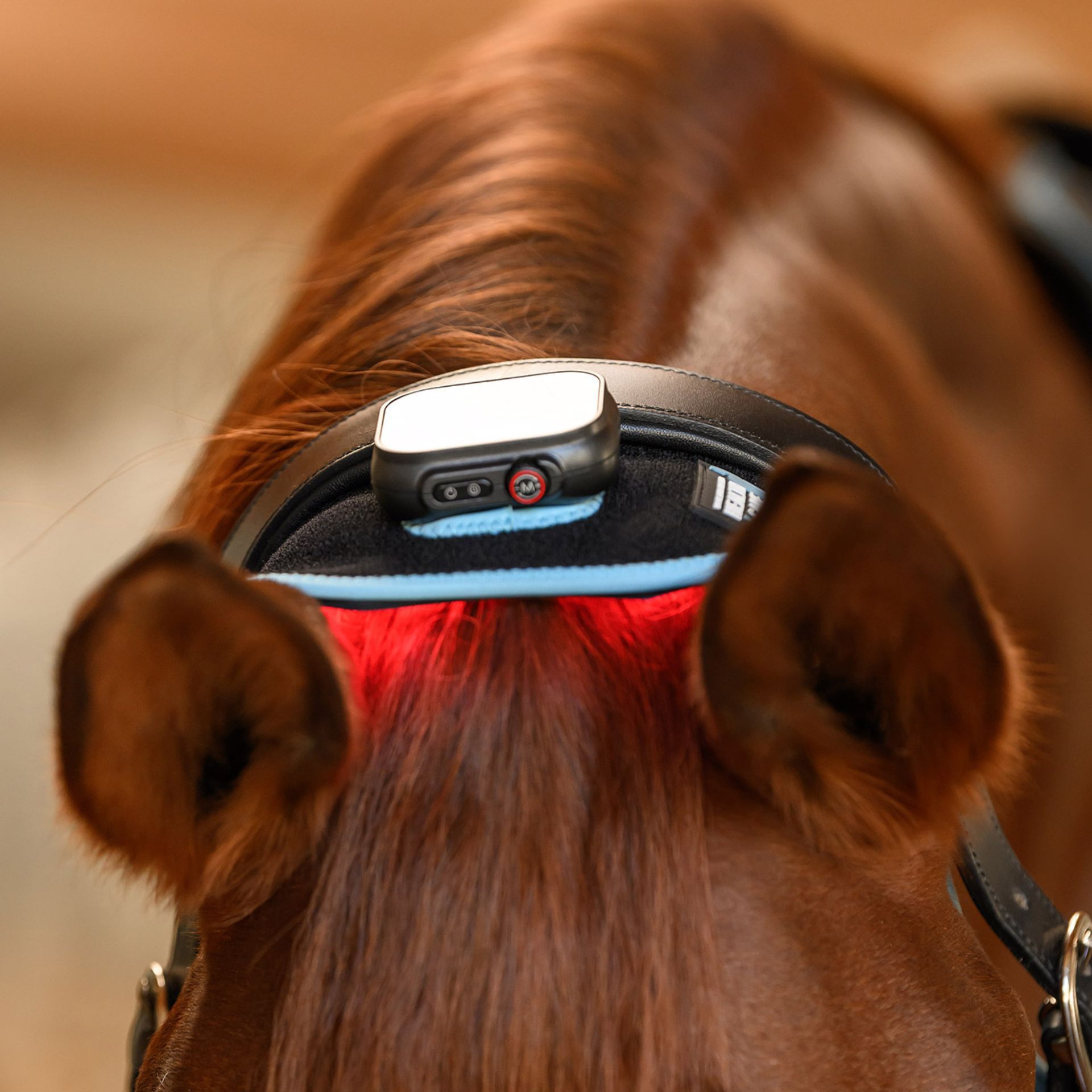 horse, halter, headgear, ear, equipment
